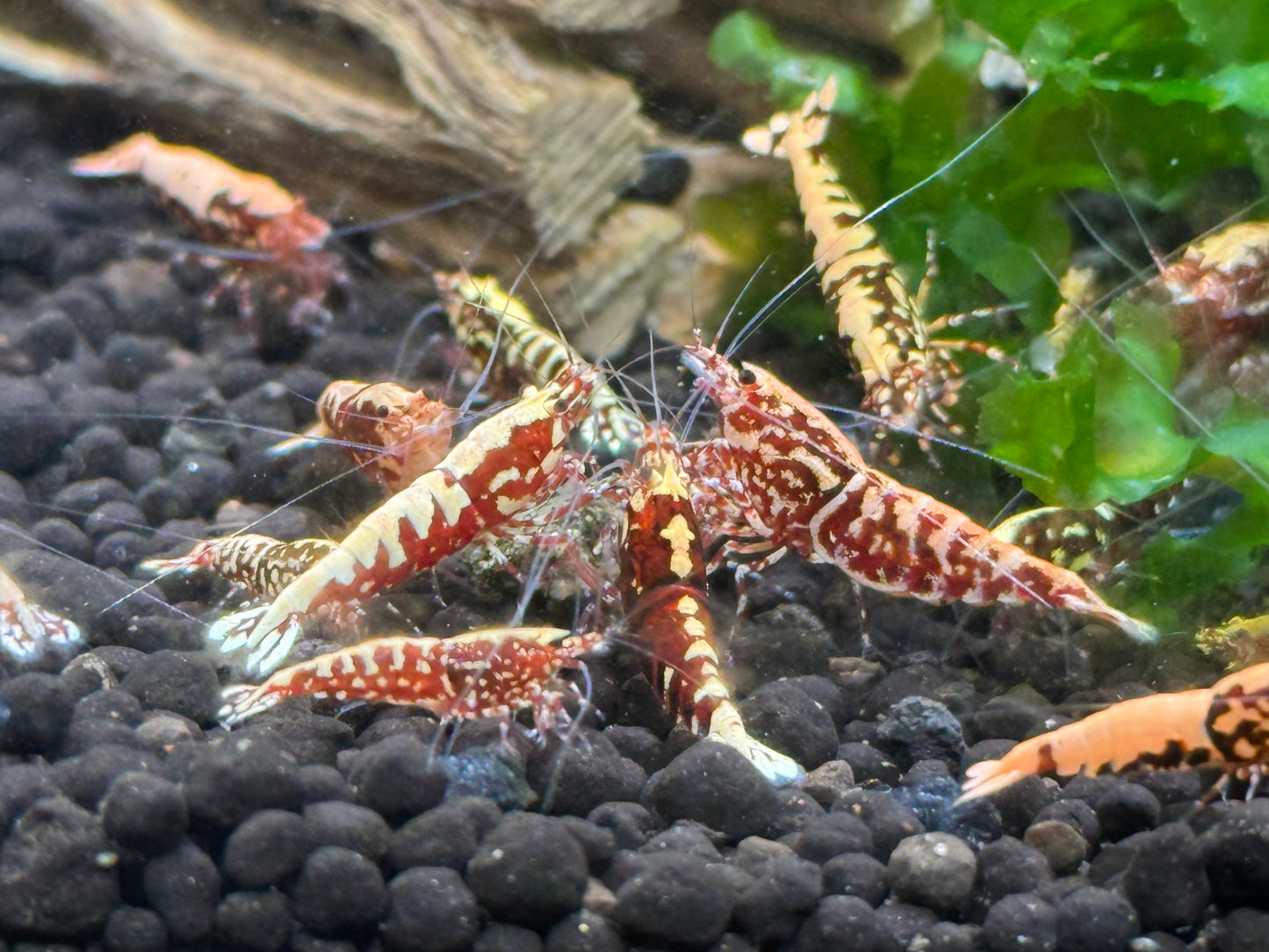 Galaxy fishbone caridina group