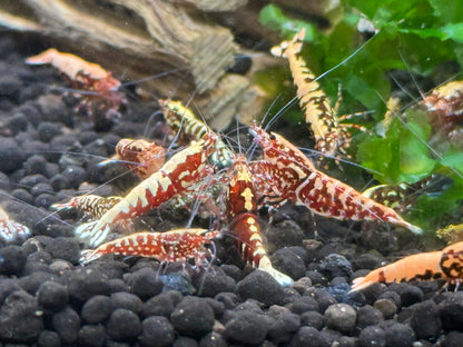 Galaxy fishbone caridina group