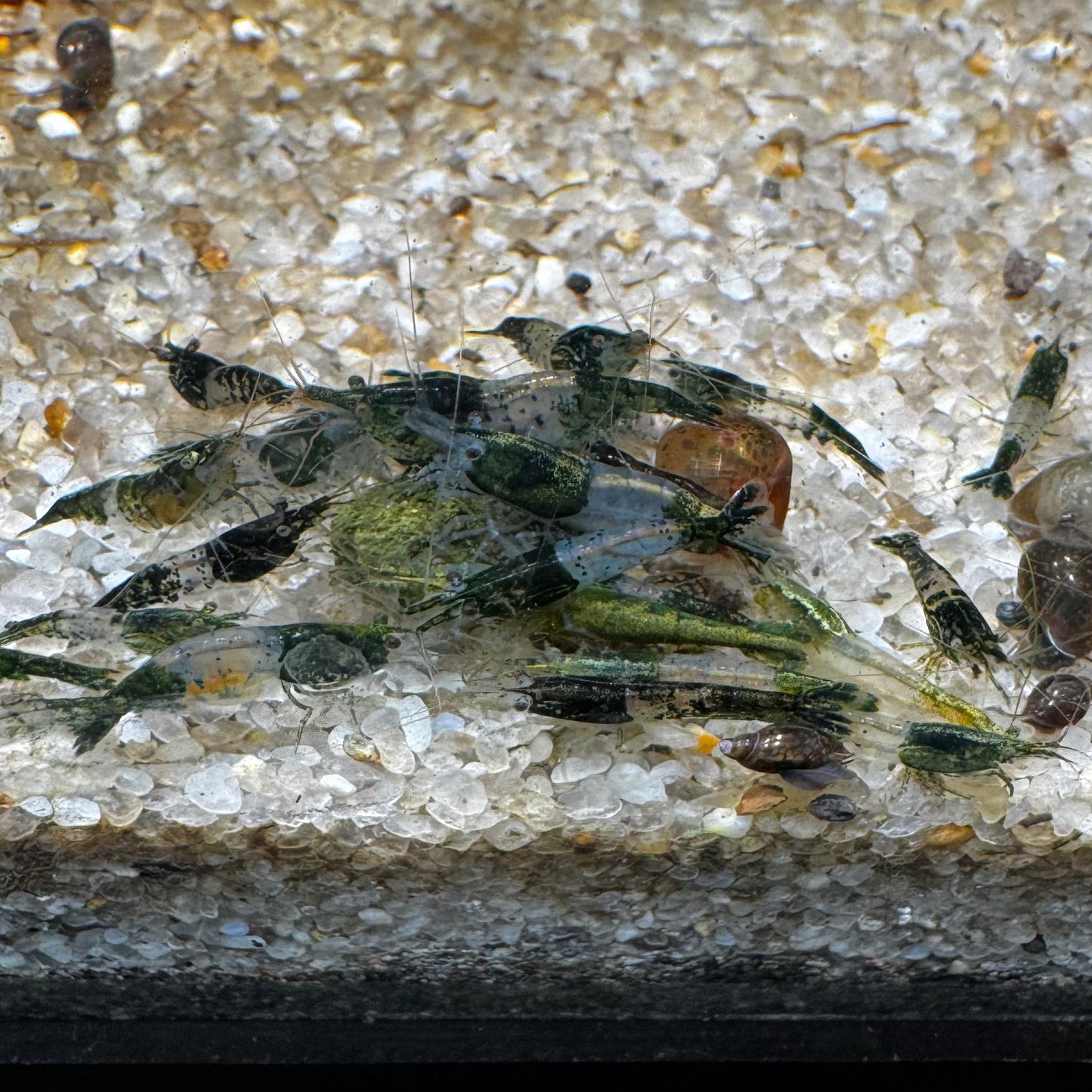 Green Rili Neocaridina freshwater aquarium shrimp group eating