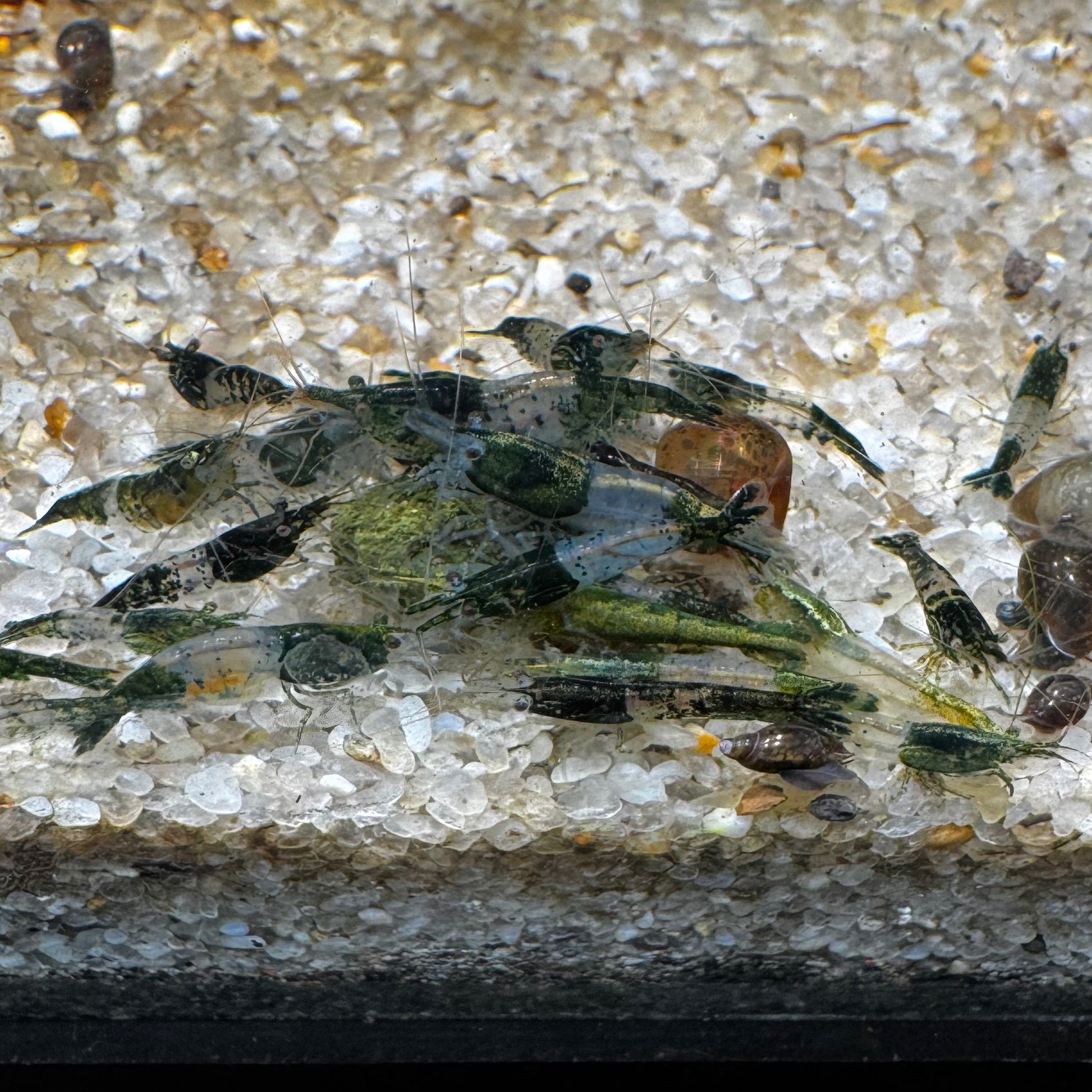 Green Rili Neocaridina freshwater aquarium shrimp group eating