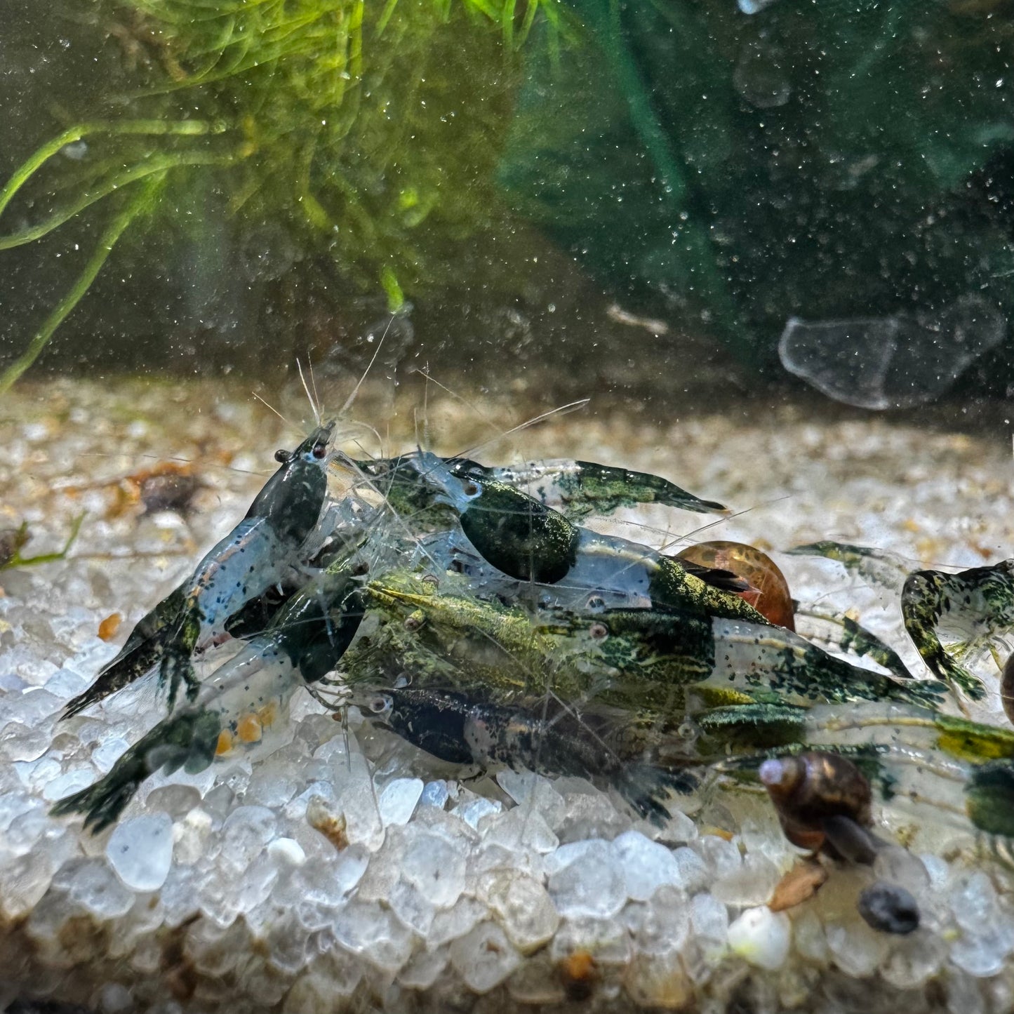 Green Rili Neocaridina freshwater aquarium shrimp group with pregnant female