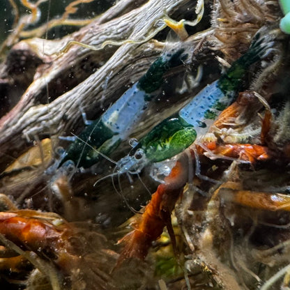Green Rili Neocaridina freshwater aquarium shrimp pair on wood
