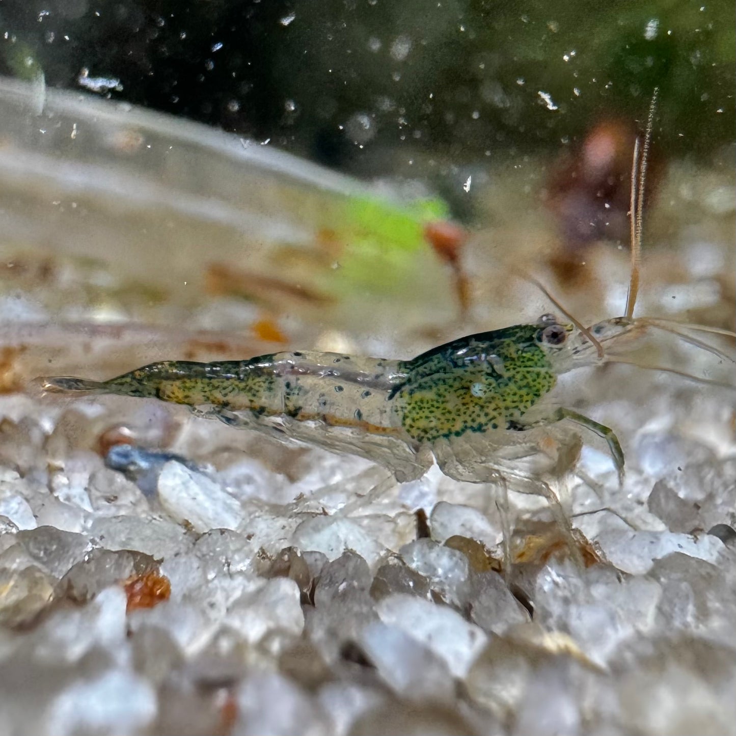 Green Rili Neocaridina freshwater aquarium shrimp side profile