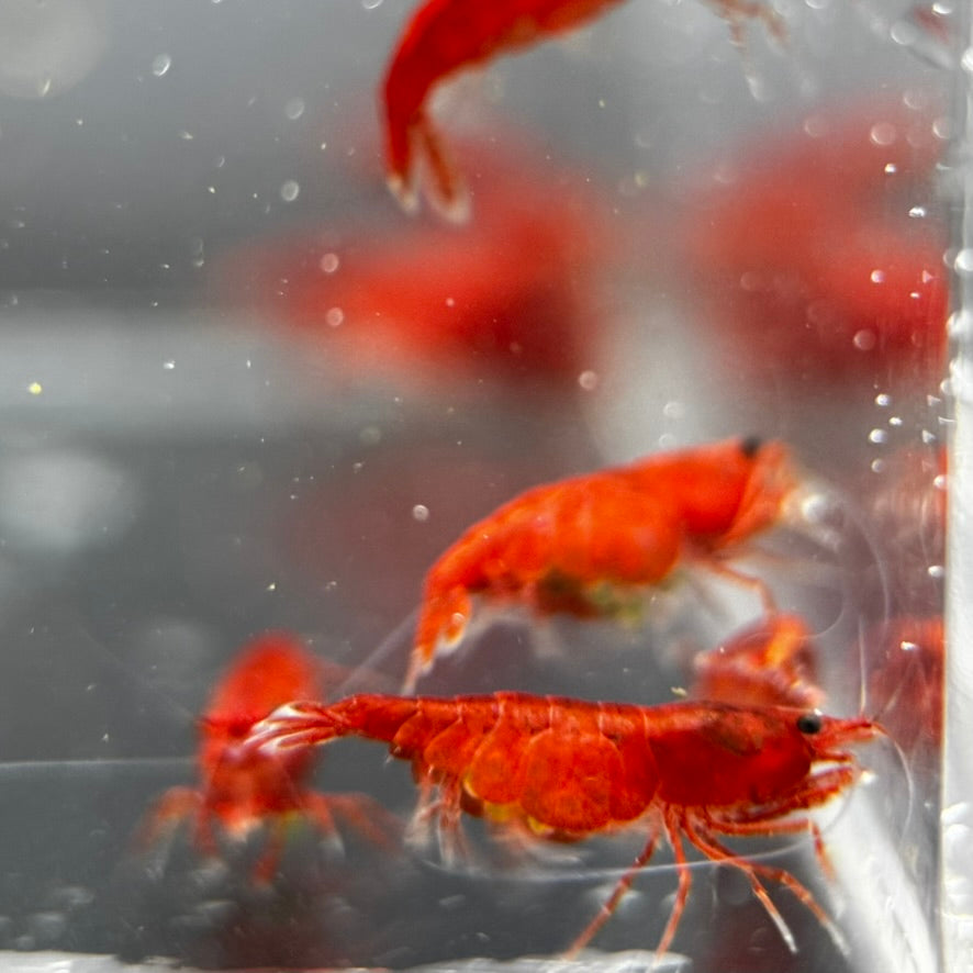 Group of pregnant bloody mary neocaridina shrimp