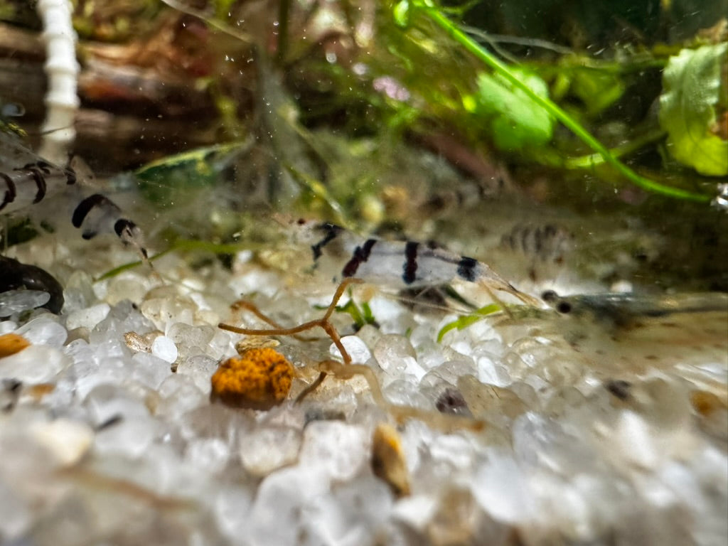 Group of raccoon tiger freshwater shrimp