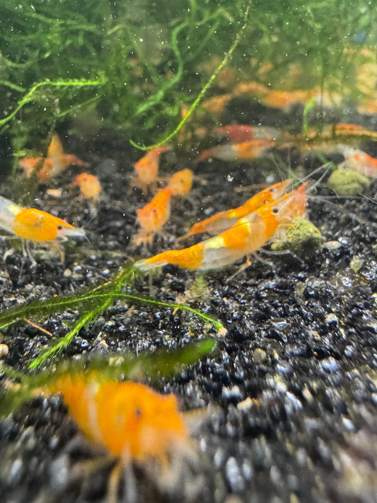 Orange Rili Neocaridina Shrimp