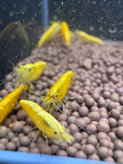 Yellow Golden Back Neocaridina shrimp