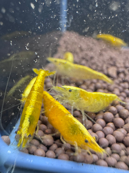 Yellow Golden Back Neocaridina shrimp