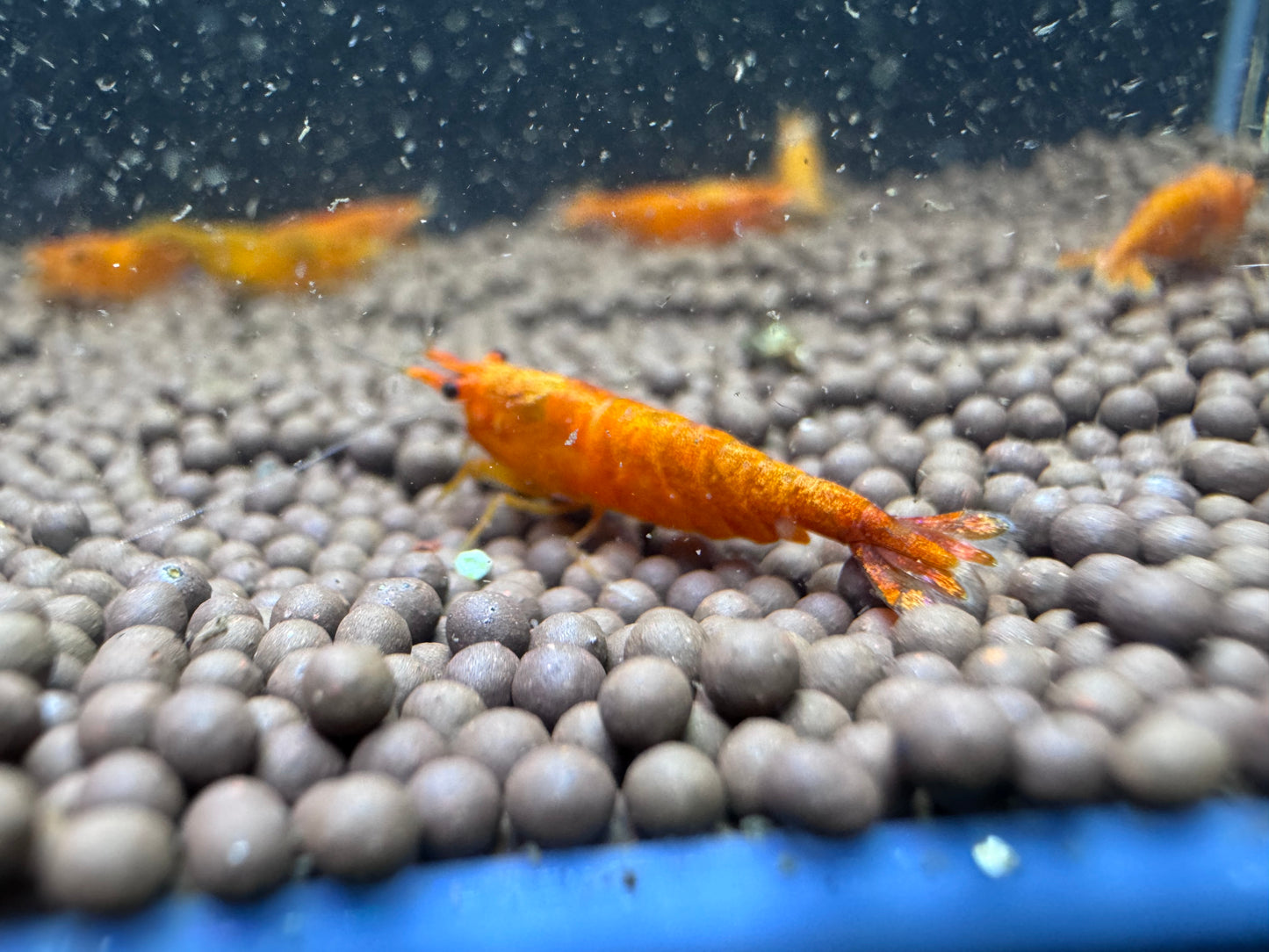 Sunkist Orange Neocaridina Shrimp