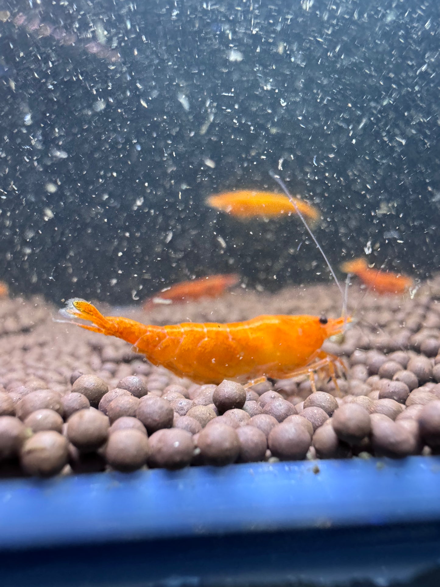 Sunkist Orange Neocaridina Shrimp