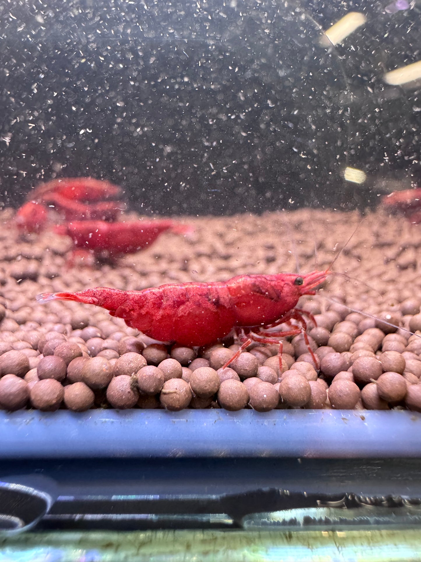 Red Fire Neocaridina shrimp