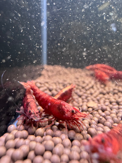 Red Fire Neocaridina shrimp