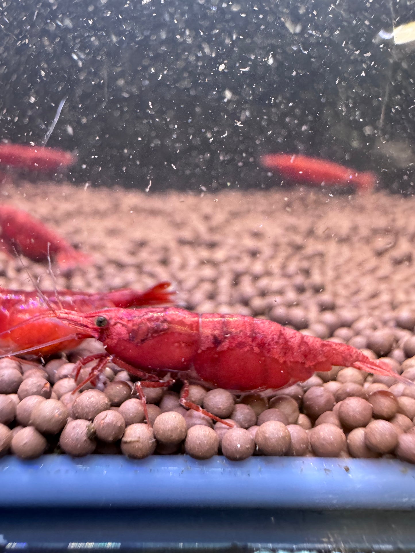 Red Fire Neocaridina shrimp