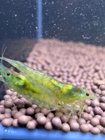 Blue Jelly Neocaridina Shrimp