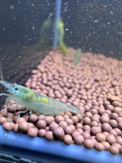Sky Blue Velvet Shrimp - Aquatic Arts Sky Blue Velvet Shrimp - Aquatic Arts
