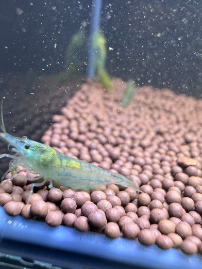 Blue Jelly Neocaridina Shrimp