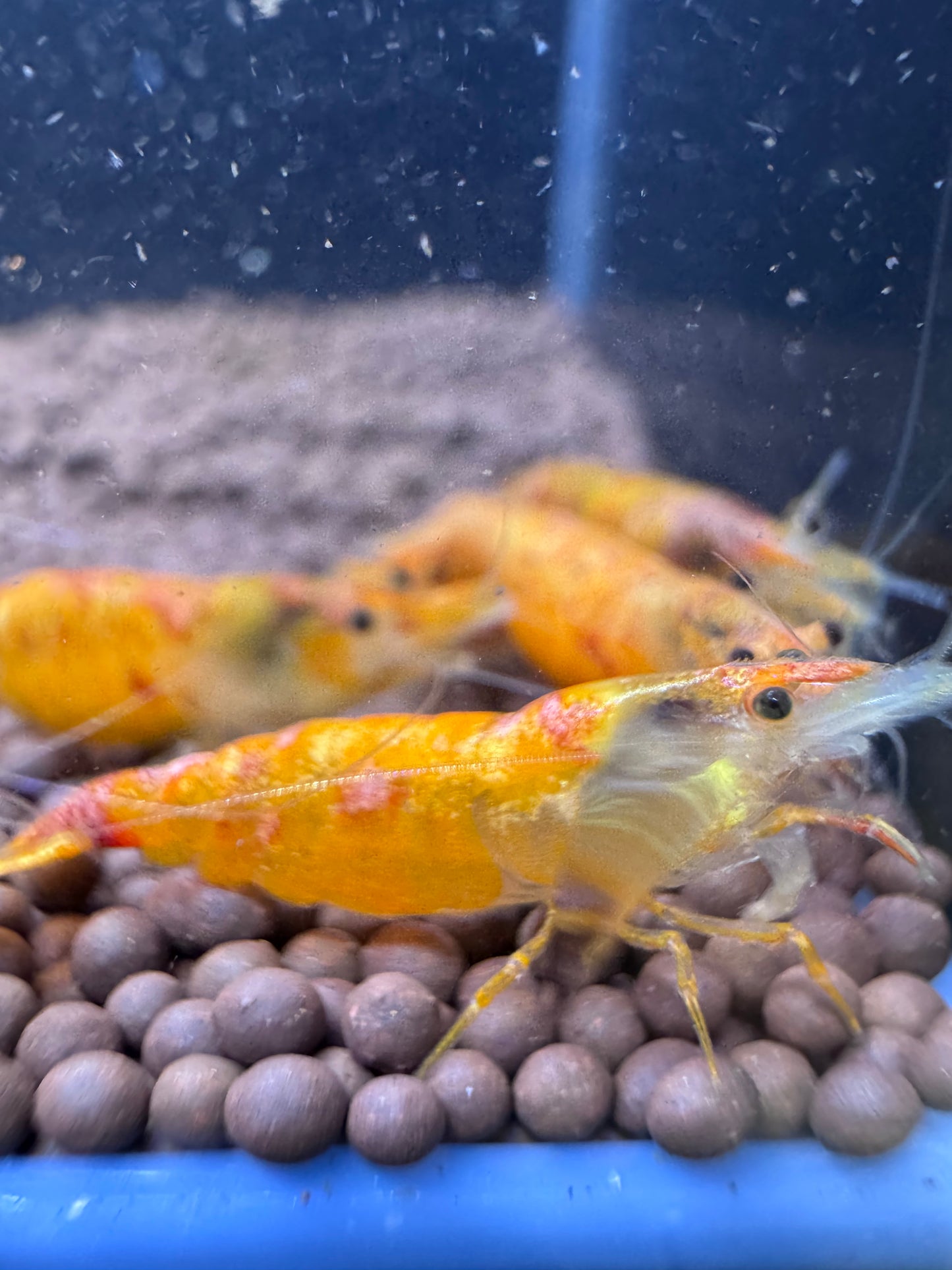 Koi Sunburst Neocaridina shrimp