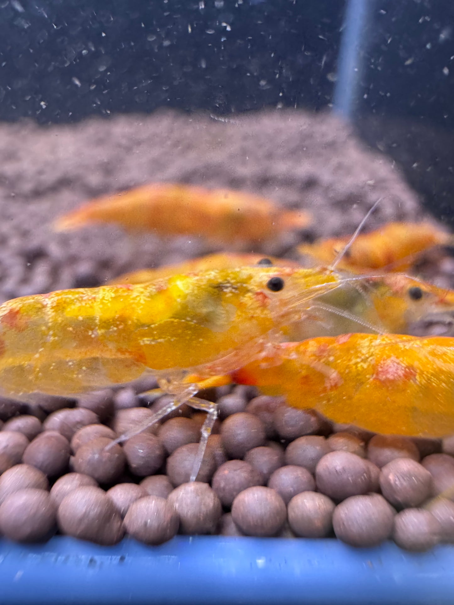 Koi Sunburst Neocaridina shrimp