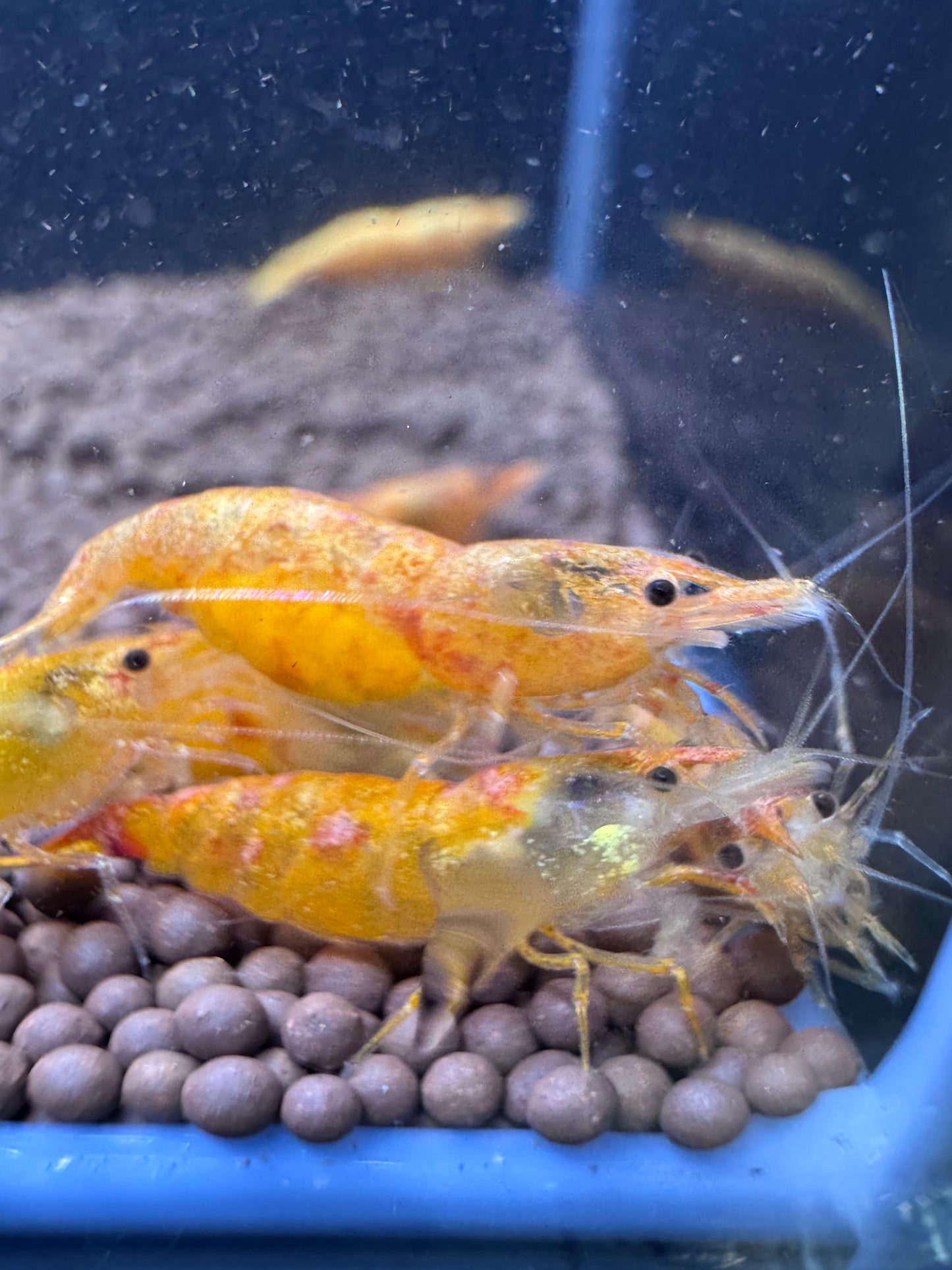 Koi Sunburst Neocaridina shrimp