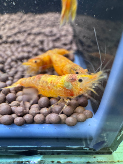 Koi Sunburst Neocaridina shrimp