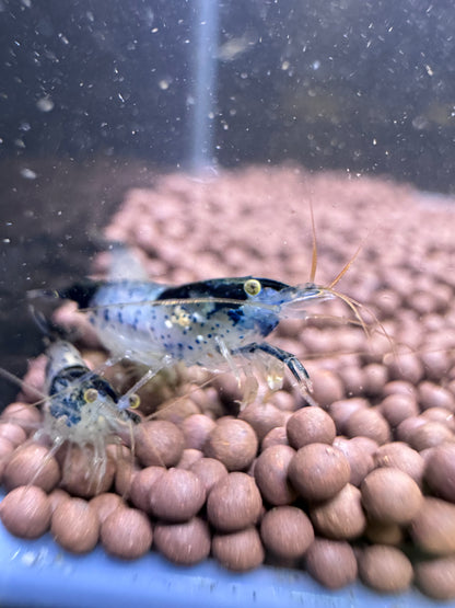 Black Carbon Rili Neocaridina Shrimp