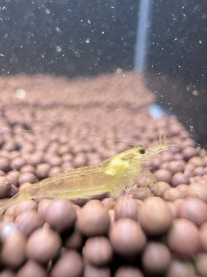 Lemon Yellow Amano shrimp