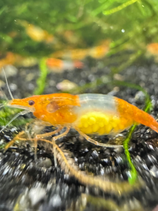 Orange Rili Neocaridina Shrimp