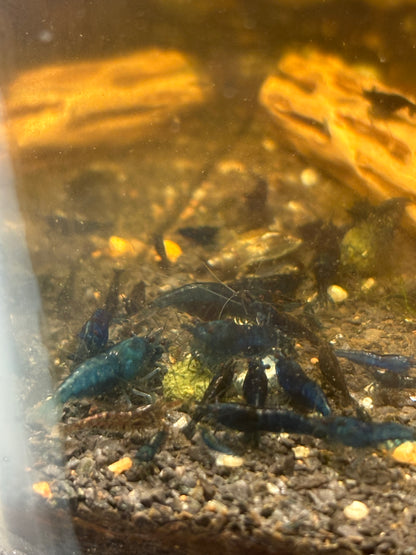 Blue Dream Neocaridina Shrimp