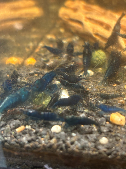 Blue Dream Neocaridina Shrimp