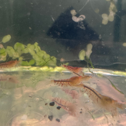 Orange Eye Tiger Culls in Neocaridina paramater