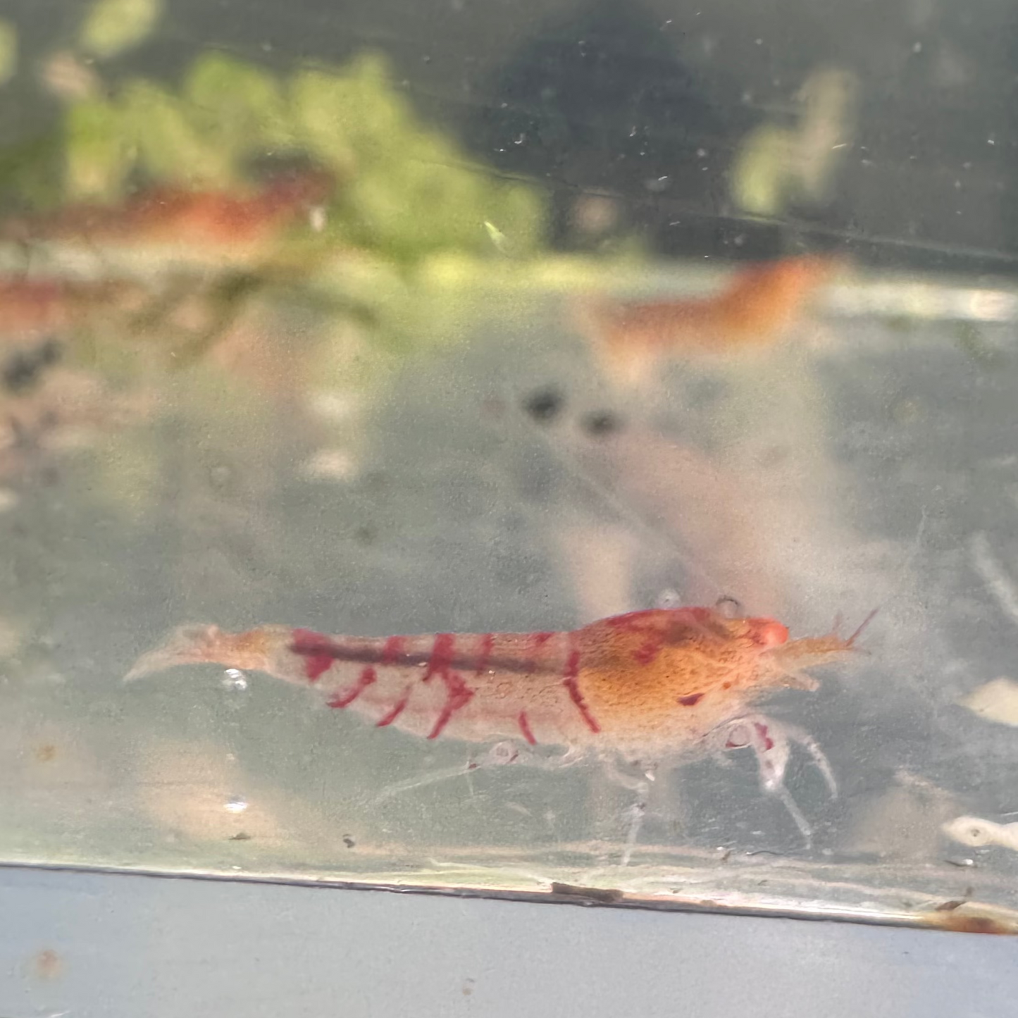 Orange Eye Tiger Culls in Neocaridina paramater