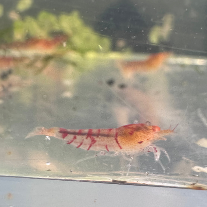 Orange Eye Tiger Culls in Neocaridina paramater