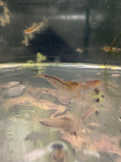 Orange Eye Tiger Culls in Neocaridina paramater