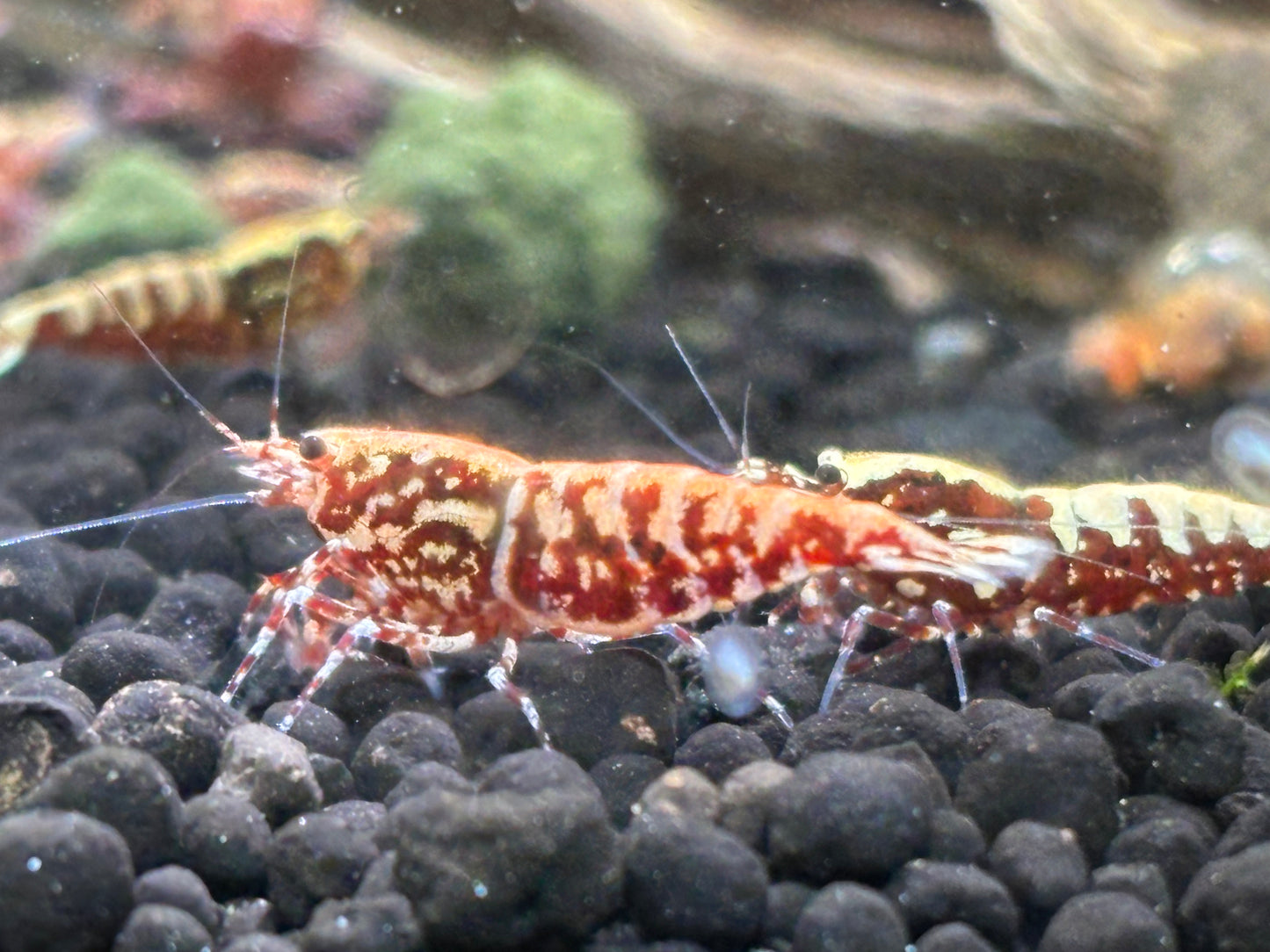 Red Galaxy Fishbone Pinto Caridina Shrimp pair