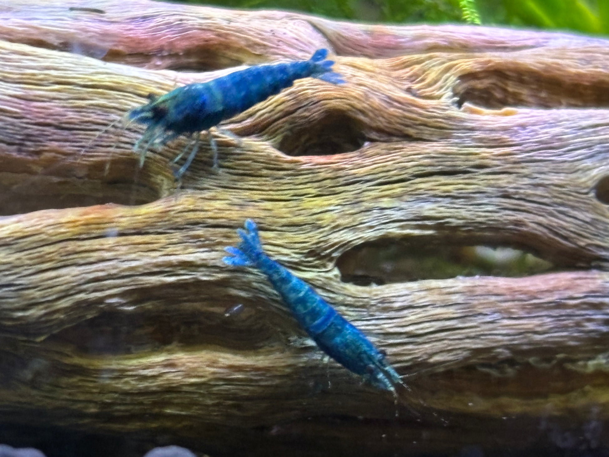 2 Bluebolt extreme Caridina Shrimp