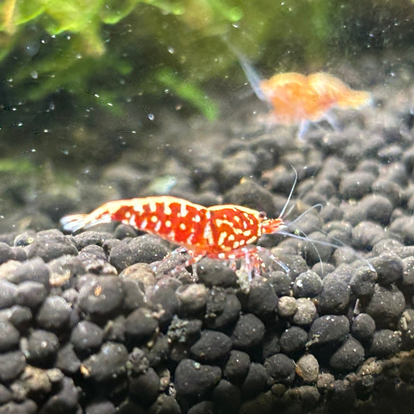 Red Galaxy Fishbone Pinto Caridina Shrimp