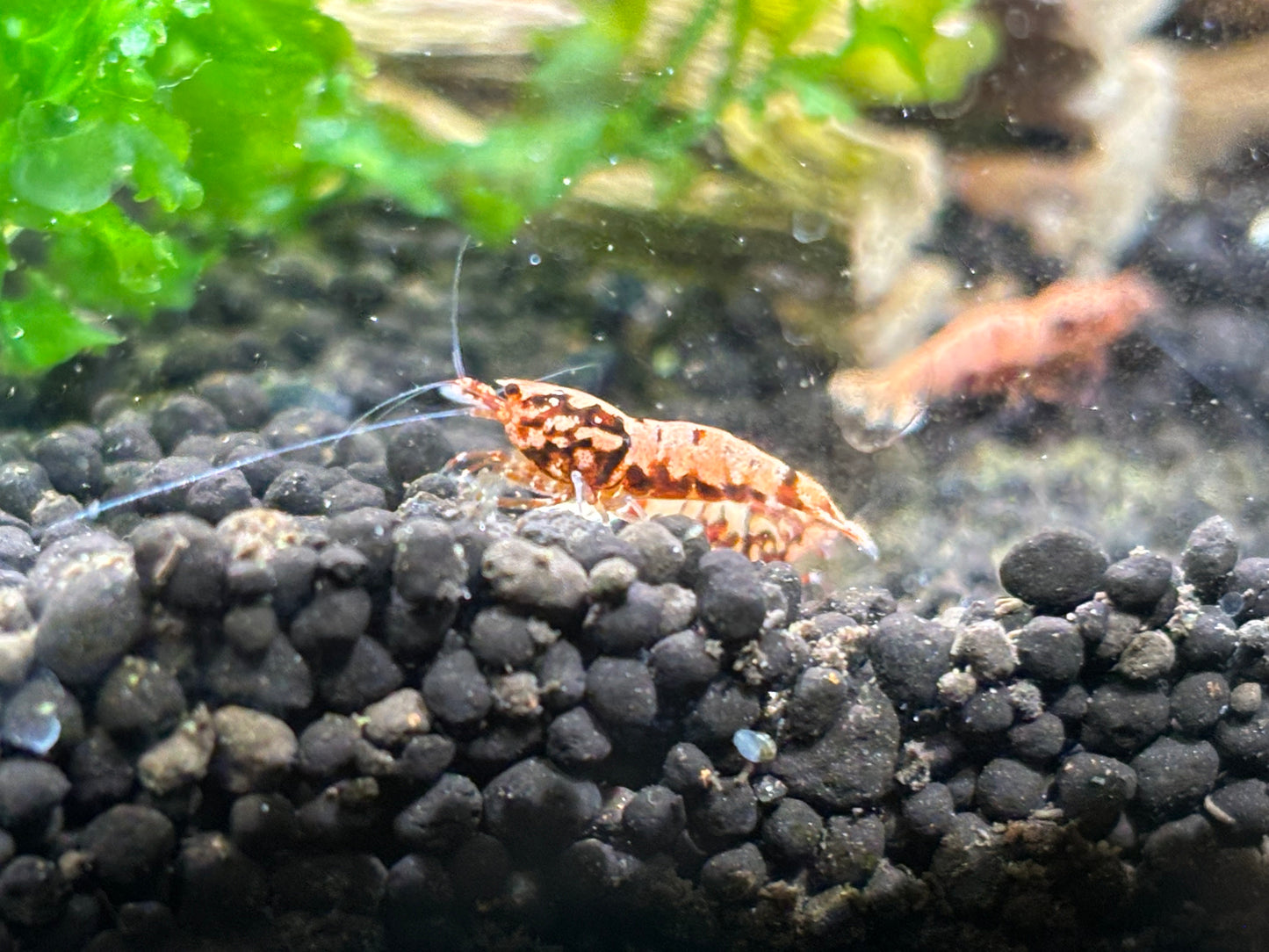 Red Galaxy Fishbone Pinto Caridina Shrimp facing left with more BOA pattern