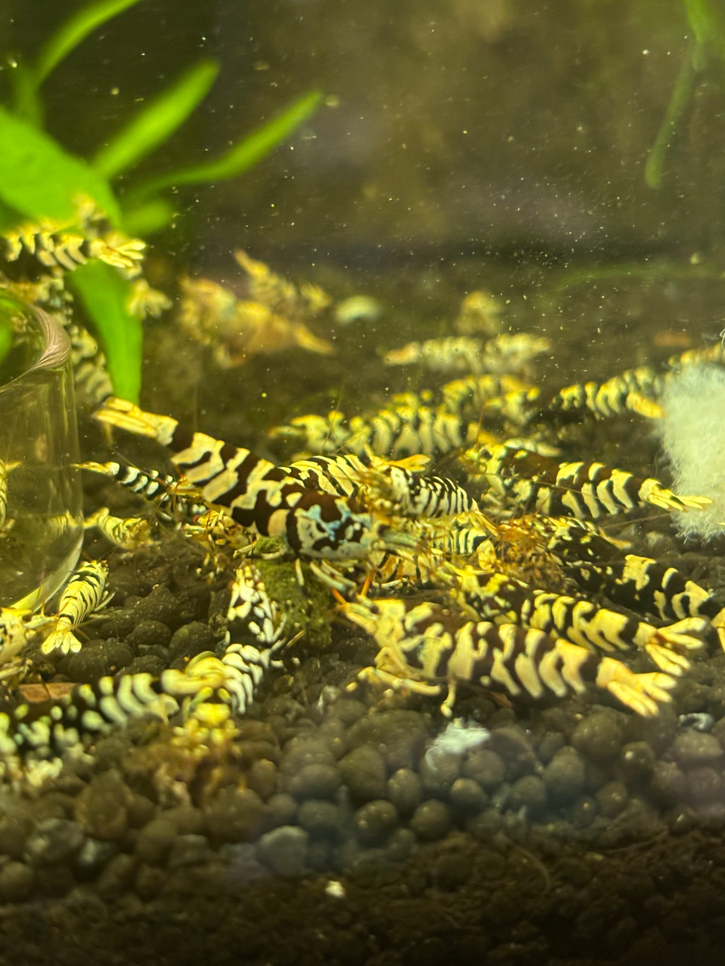 Black Fancy Tiger Freshwater Shrimp Close Up group