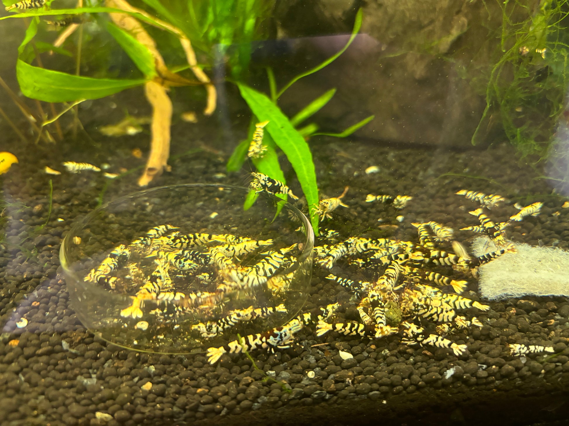 Black Fancy Tiger Freshwater Shrimp Large Group