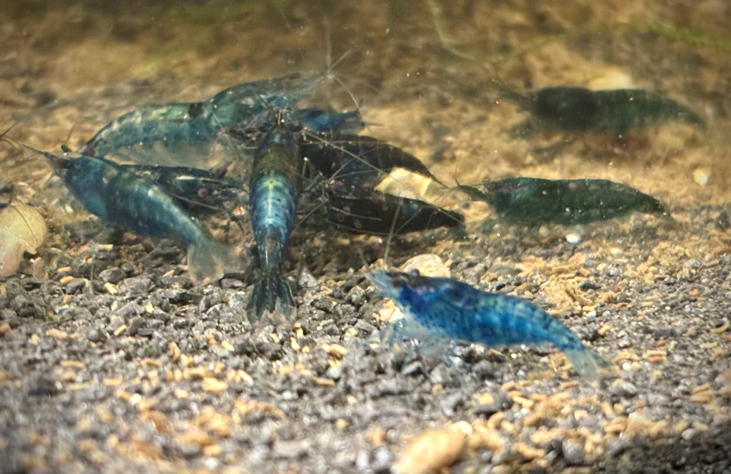 Blue Dream Neocaridina Shrimp