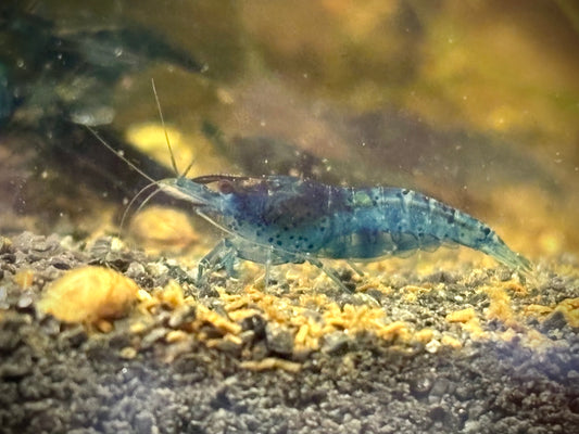 Blue Neocaridina Shrimp