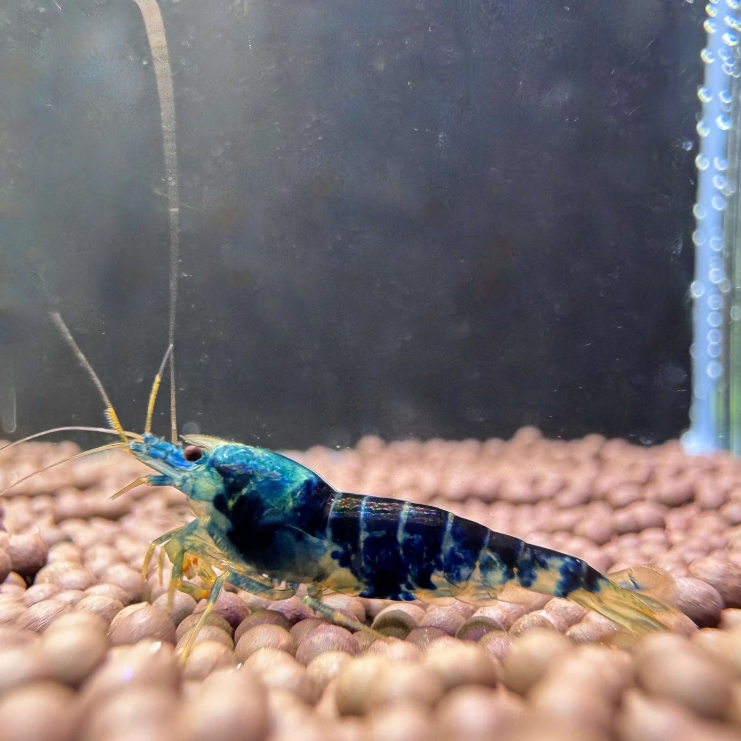 blue dragon blood caridina profile