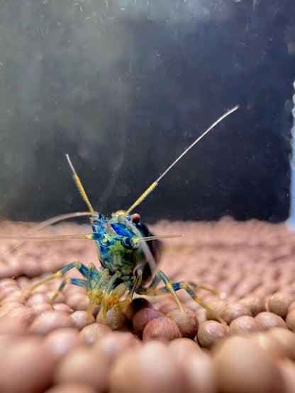 front view of blue dragonblood caridina shrimp