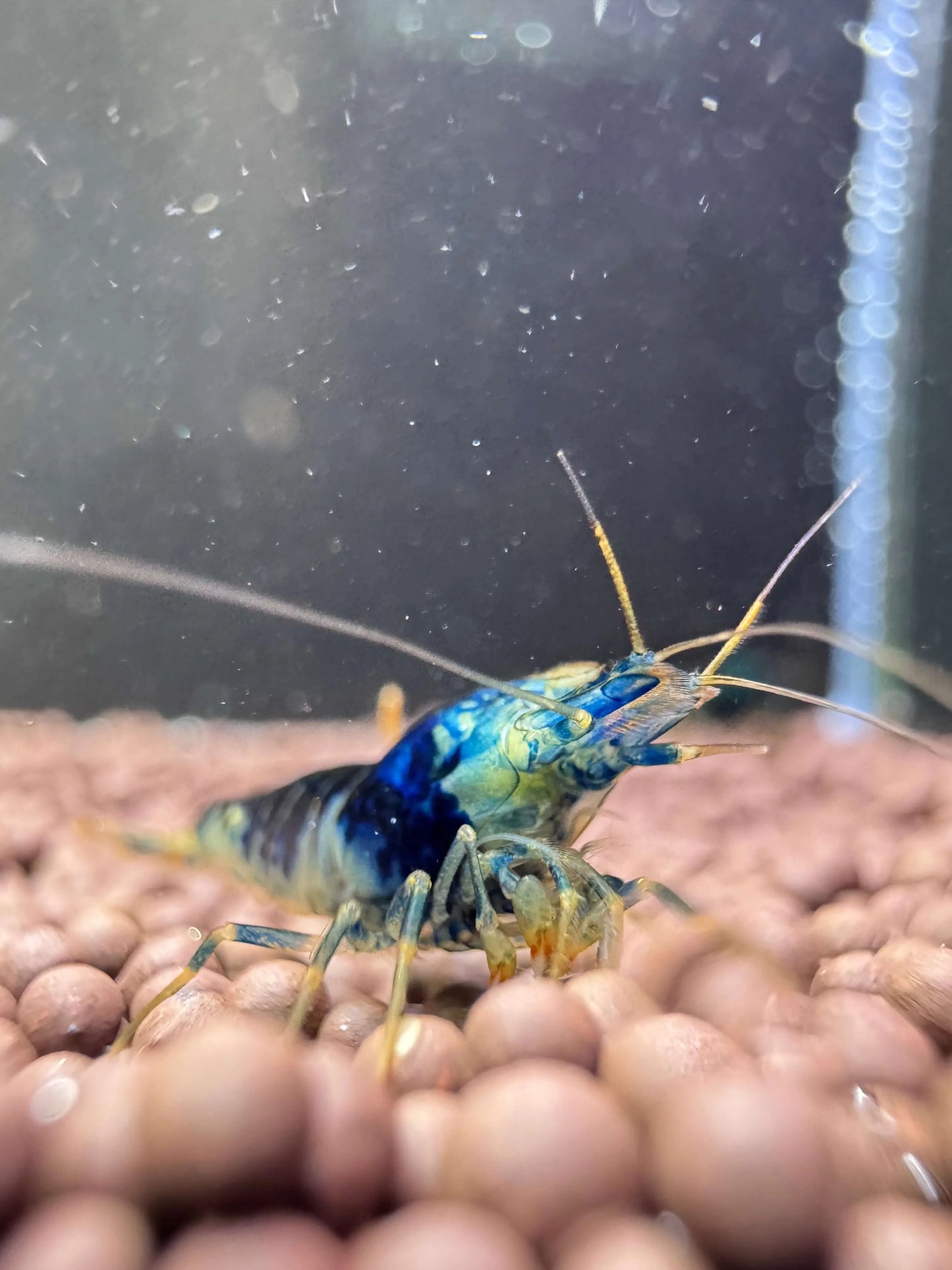 Blue Dragonblood Caridina Shrimp