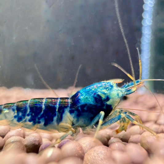 Blue dragonblood caridina shrimp