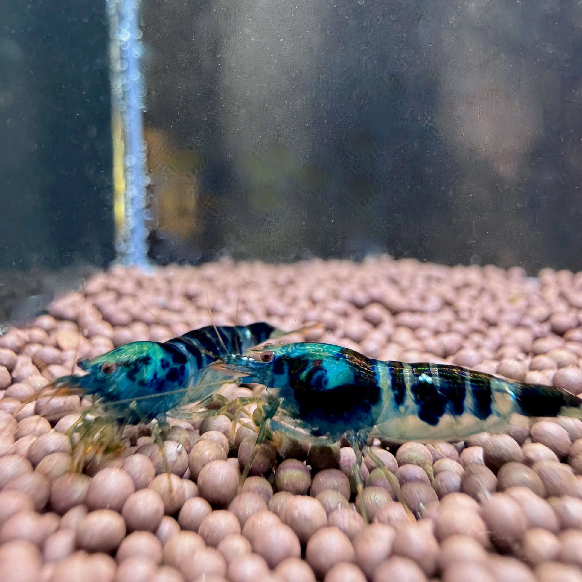 pair of blue dragonblood shrimp