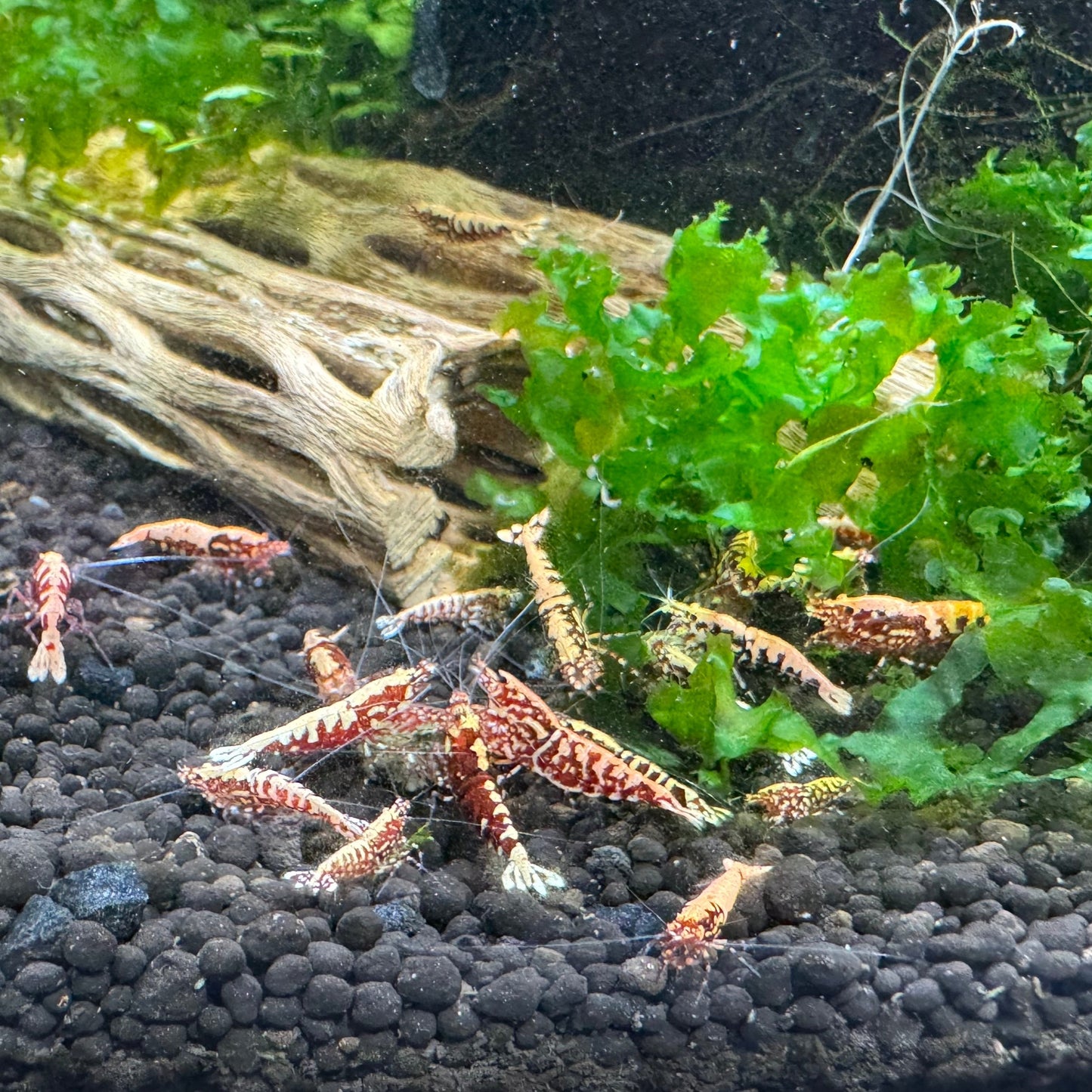 galaxy fishbone pinto group eating shrimp envy