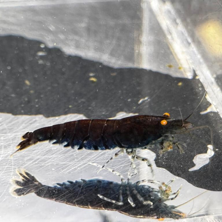 OEBT with rust freshwater caridina shrimp orange eye blue tiger with rust