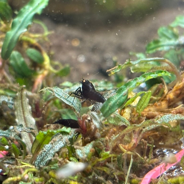 OE black devil on bucephalandra