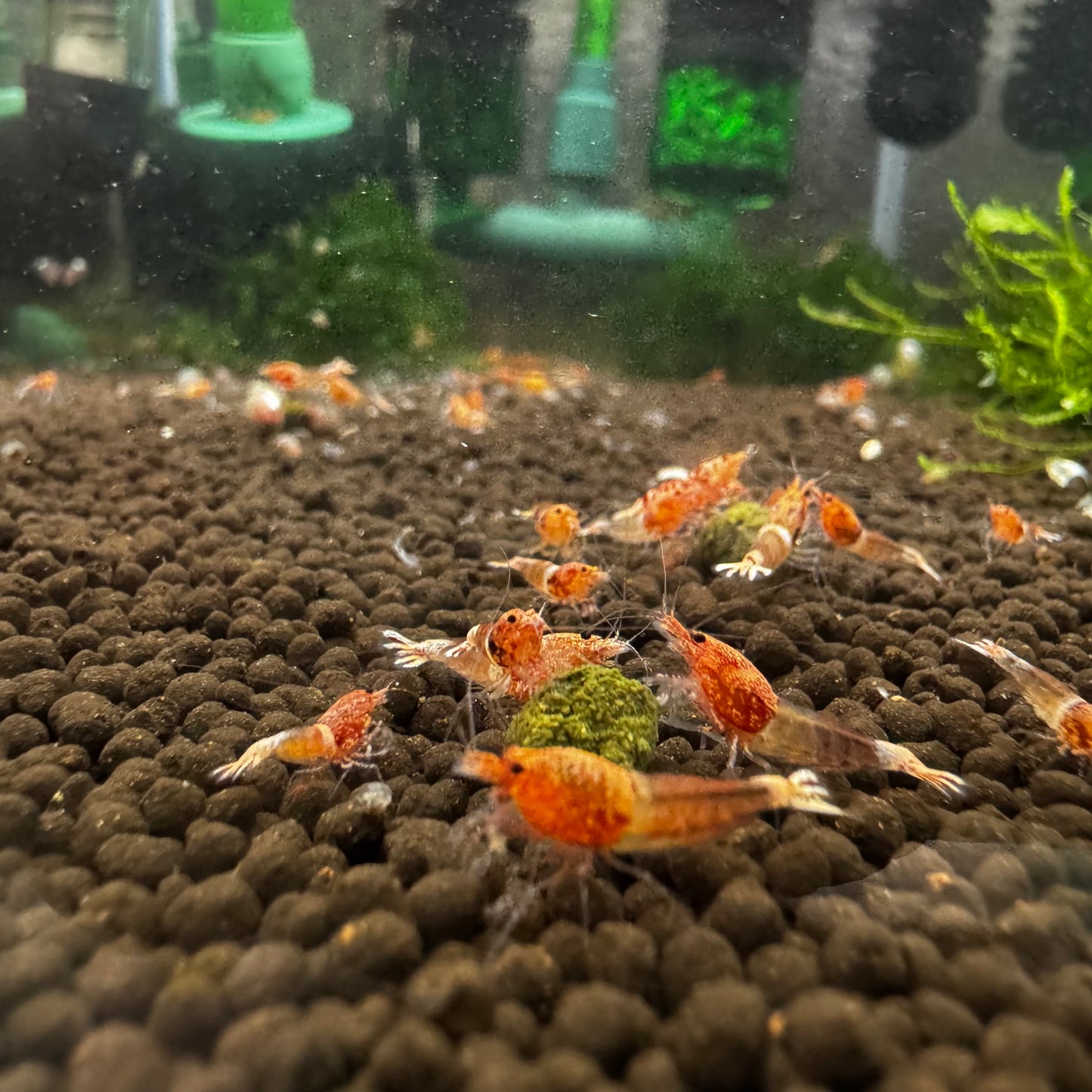 Ocean Red Caridina